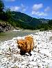 larchjun07092.JPG